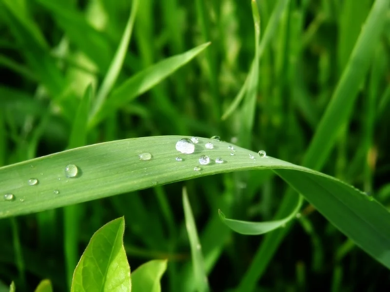 Green.jpg