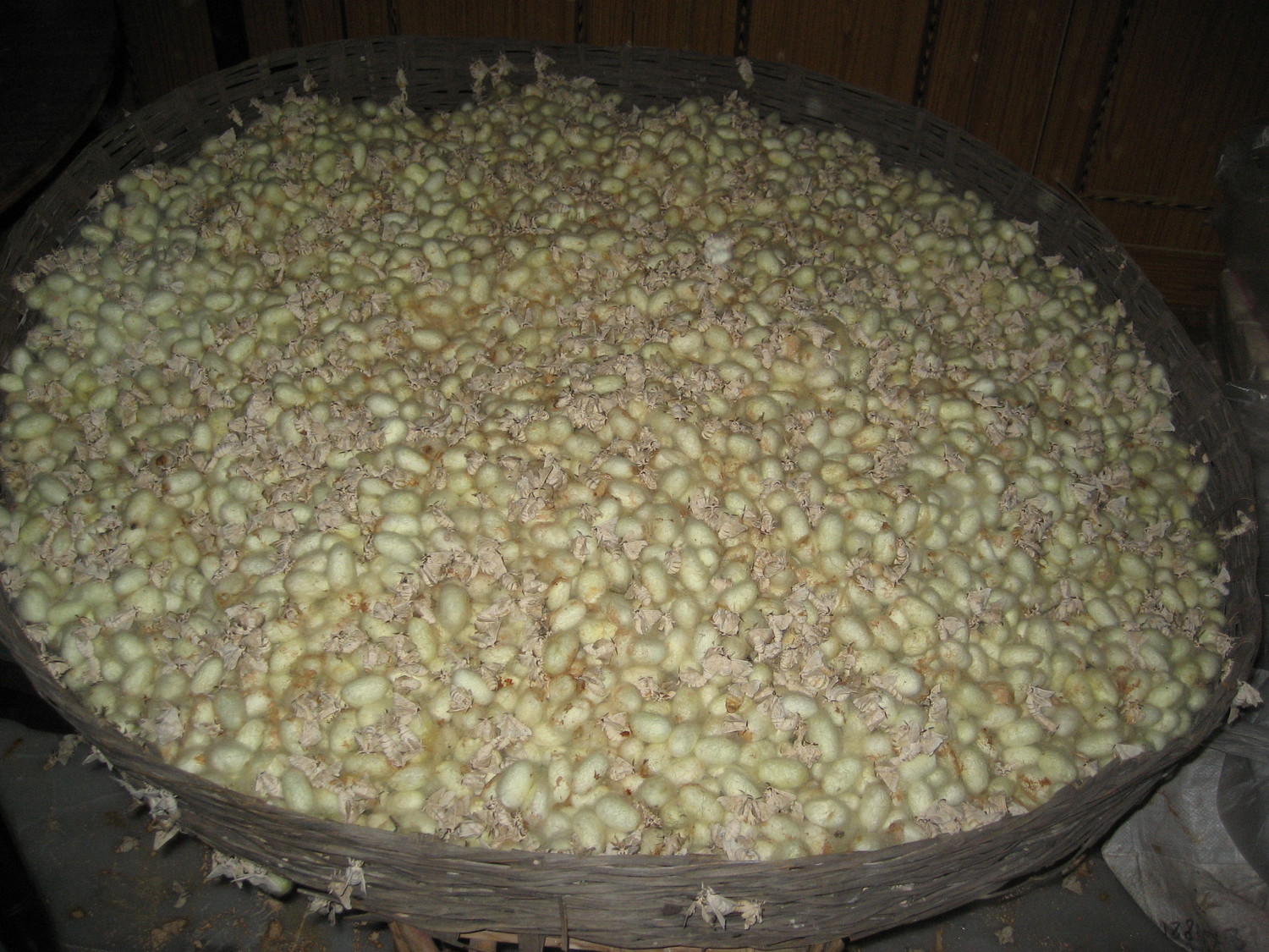 Mulberry Silk cocoons