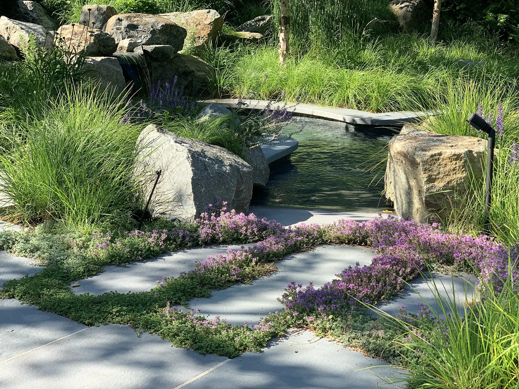 vnorth_creeping thyme at pool_SS.jpg