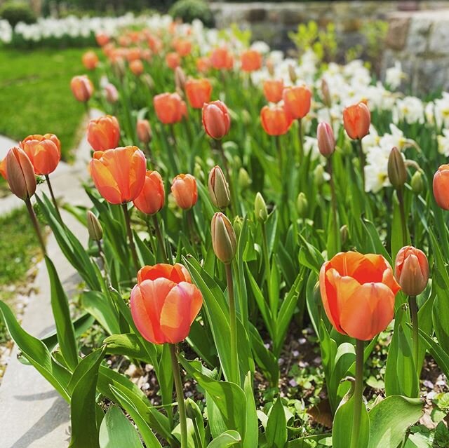 Tulip Apricot &amp; Mount Hood Daffodils in this hilltop parterre garden
@scheppelandscape 
@sebastianbiancolandscaping 
@cortesemasons 
@lombardoironandrailing