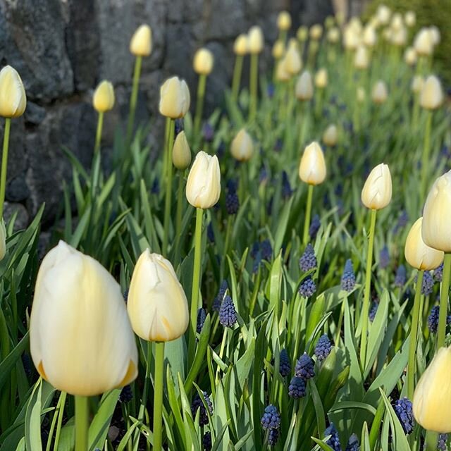 Tulip Pays Bas &amp; Muscari Paradoxum 
grace a carefully crafted stone wall.
@cortesemasons @scheppelandscape 
#tulips #bulbs#spring