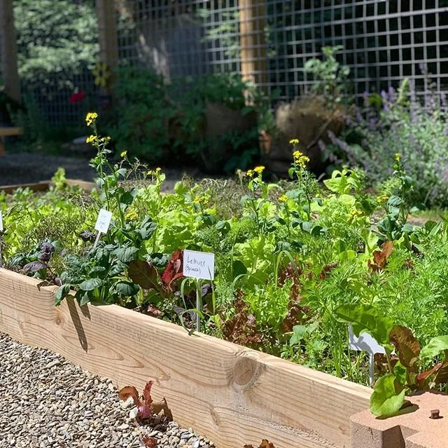 The TJS Garden is coming alive.

Thank you to all of the volunteer parents, friends and professionals who gave and continue to give their time and expertise. A special thanks to Frank Davis &amp; Sons Landscaping, John Cortese Masons and Brian Agar f