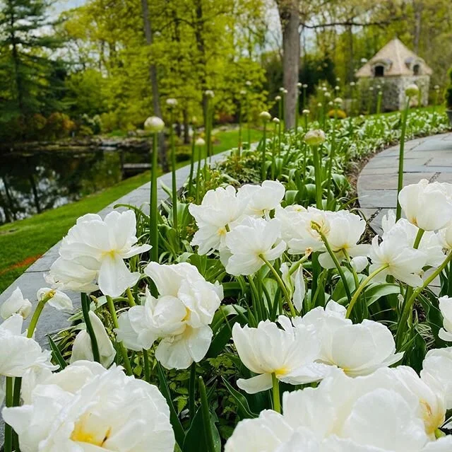 Collaboration with @markhunter819 in New Vernon. Phase one already showing off and starting phase two now. Tulip Mondial 🌷Muscari, Daffodils and soon to be in bloom - Allium. #flowersbringjoy #landscapearchitecture #bulbsarethebomb