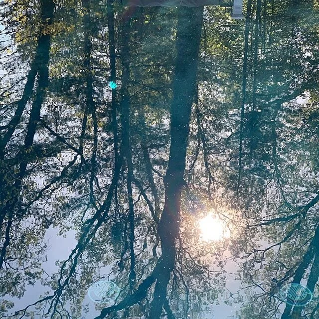 A spectacular reflection in one our recently completed swimming pools. Warm temperatures on the way.
#swimmingpools #landscapearchitecture #landscape #summitnj #gardendesign