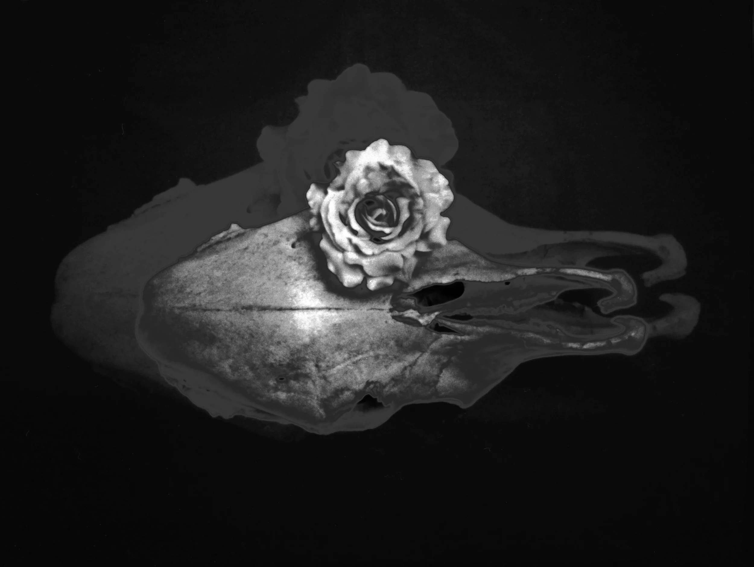 skull02lowres.jpg