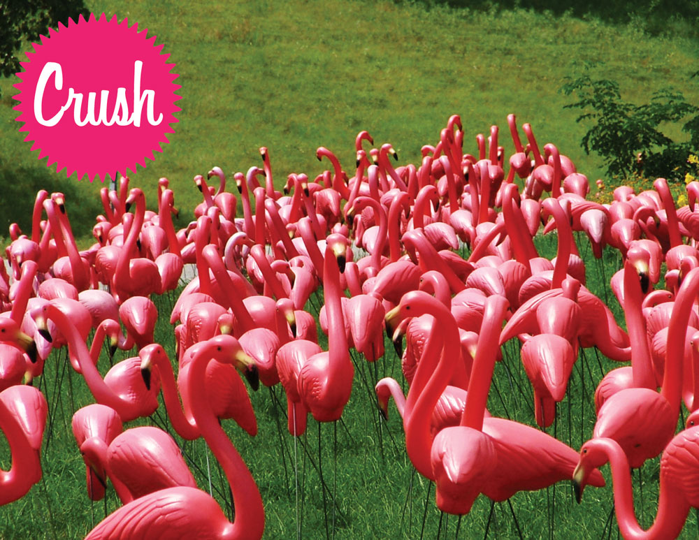 flamingosFRONT.jpg