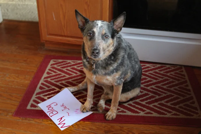 "In their Own Words" -Jack the Wonder Dog