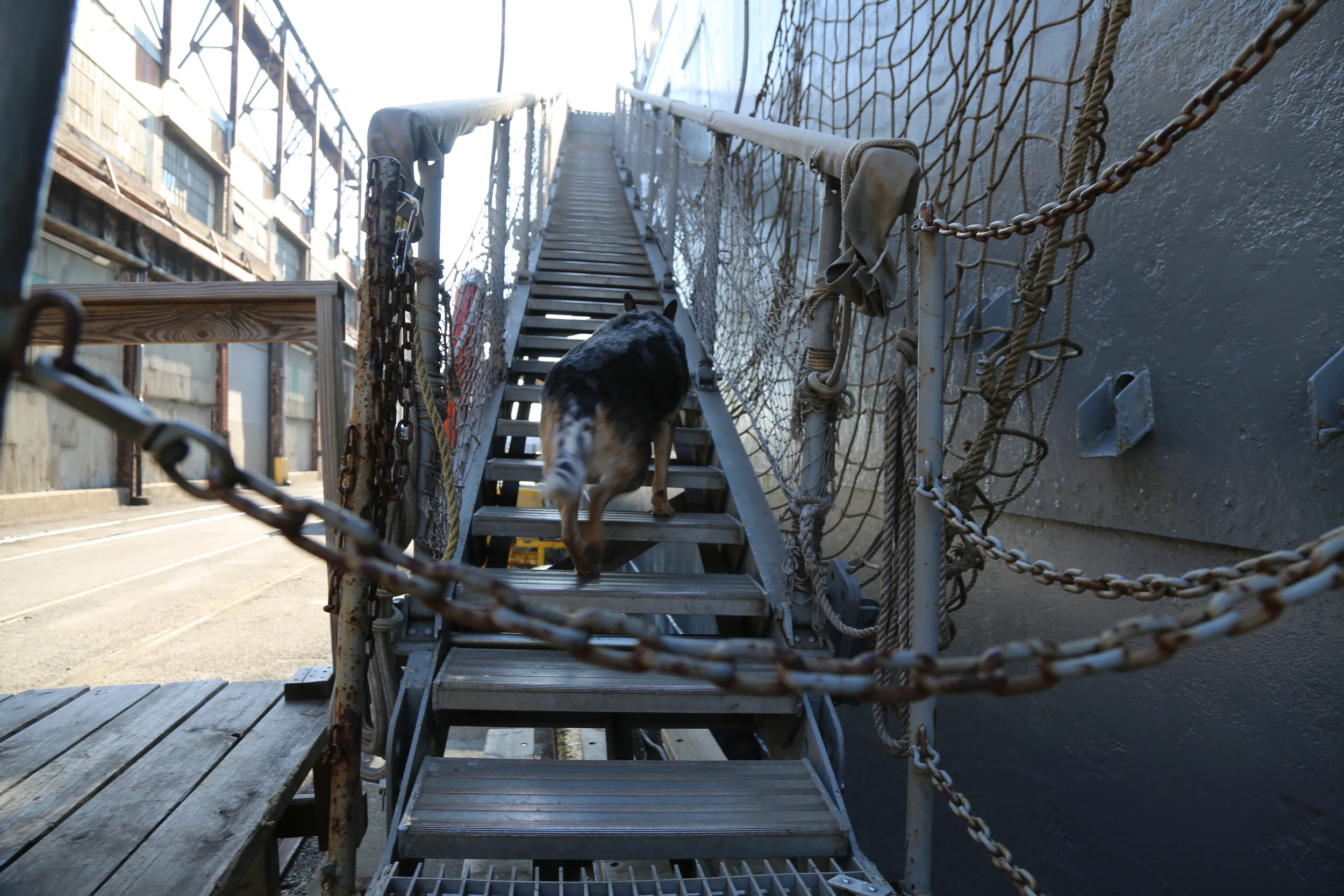 You see, it all started with my arrival on the ship. What?? You're saying 'look at him climb up!' but this is easy....besides, I'll try to barge past all the humans to get on board and see if the Captain is there. It's my job. 