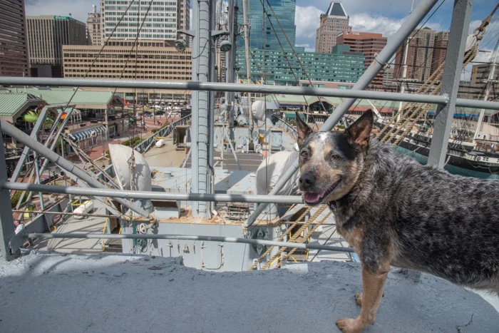 It's Pawsitively Exhausting being the Ship's Greeter