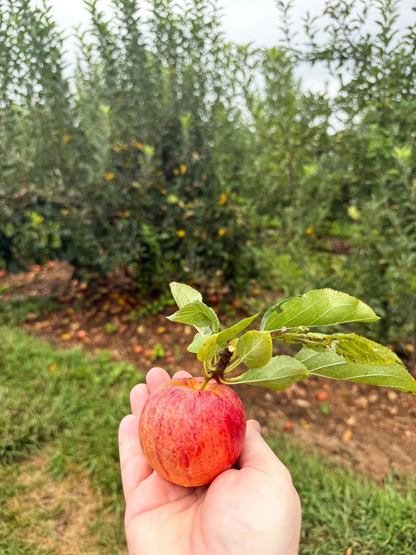 Fall-tivities 🍁🍎🦃