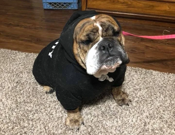 Did the slump hit because Matilda is gone? Probably. Look how great she is in her black hoodie! #AllMatildaEverything. By the way, I found out... Matilda has her own Facebook Page !