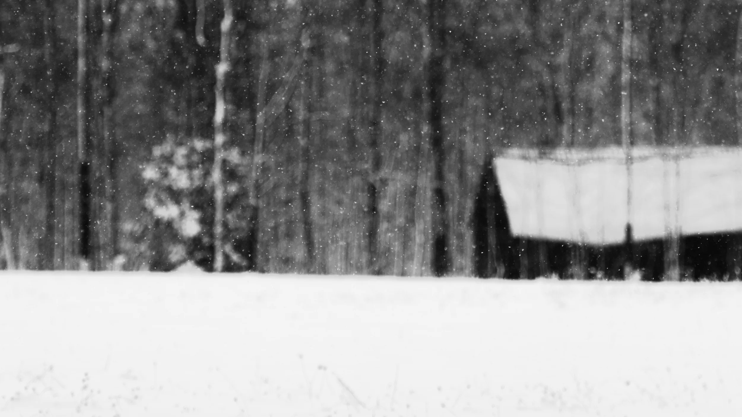 Black & White Thanksgiving