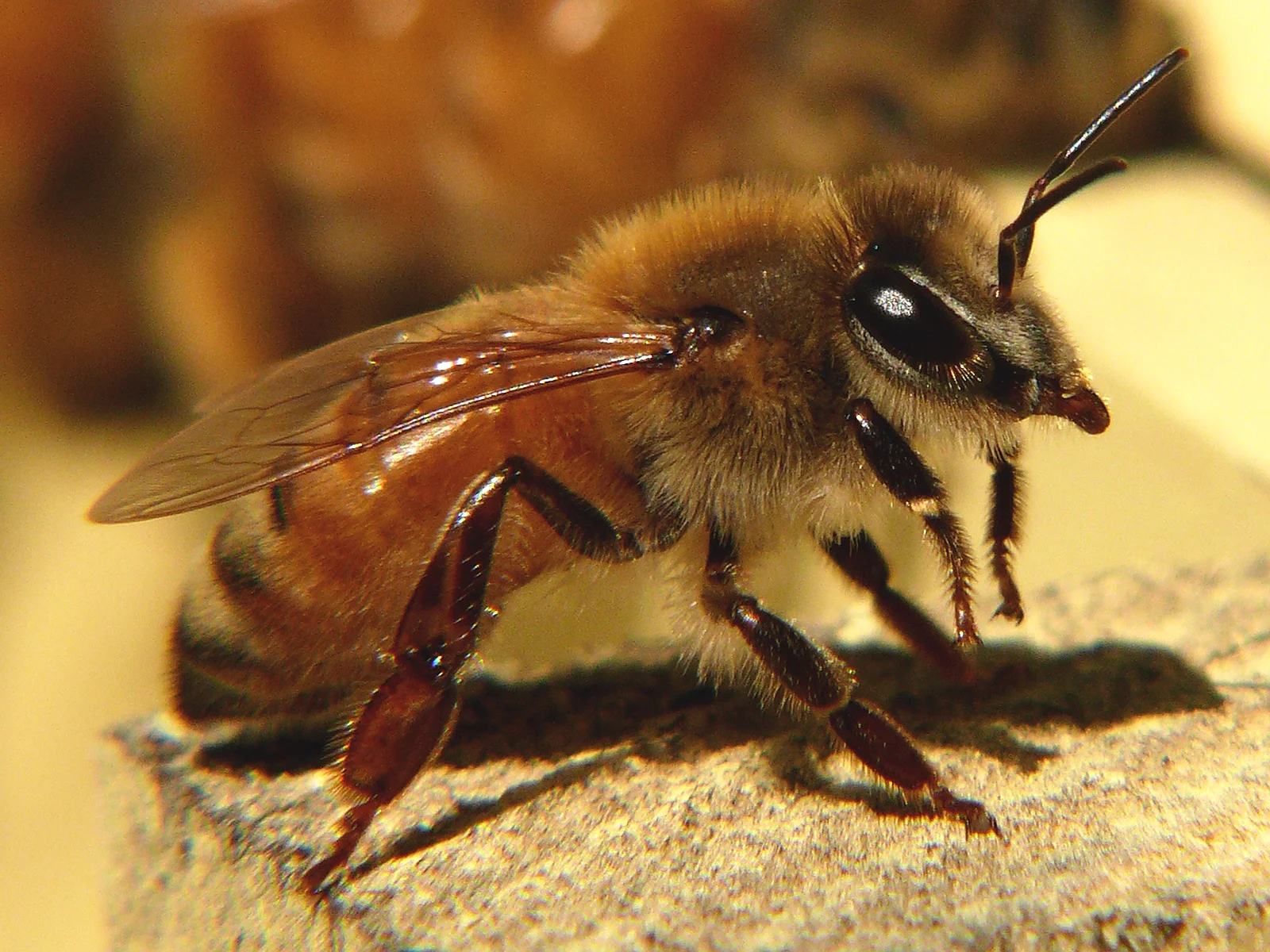 Worker Bee!