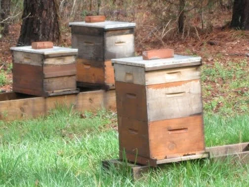 hives-spring.jpg