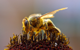 honey-bee.jon-sullivan.2004-08-14.public-domain.thumb.png