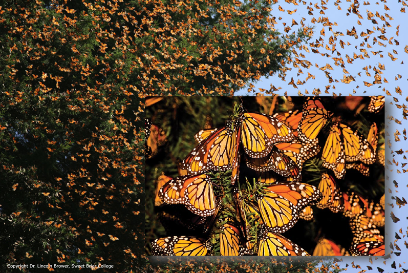 Resources, Pollination — The Carolina Bee Company