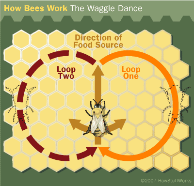 Honey bee waggle dance. - (c) Copyright HowStuffWorks - " Bee Navigation "