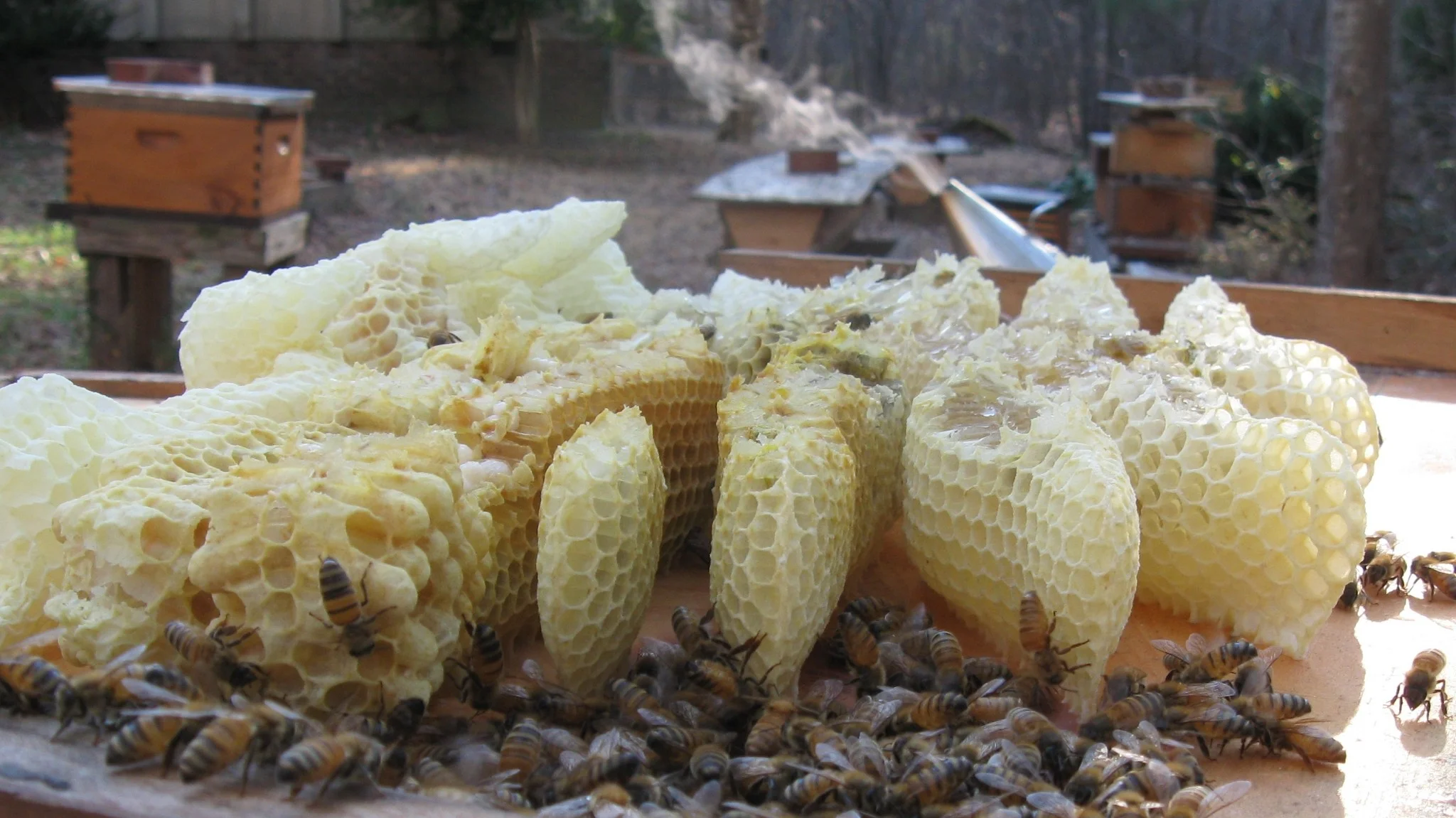 Bees, Burr Comb and Smoker, 2013 (c) The Carolina Bee Company