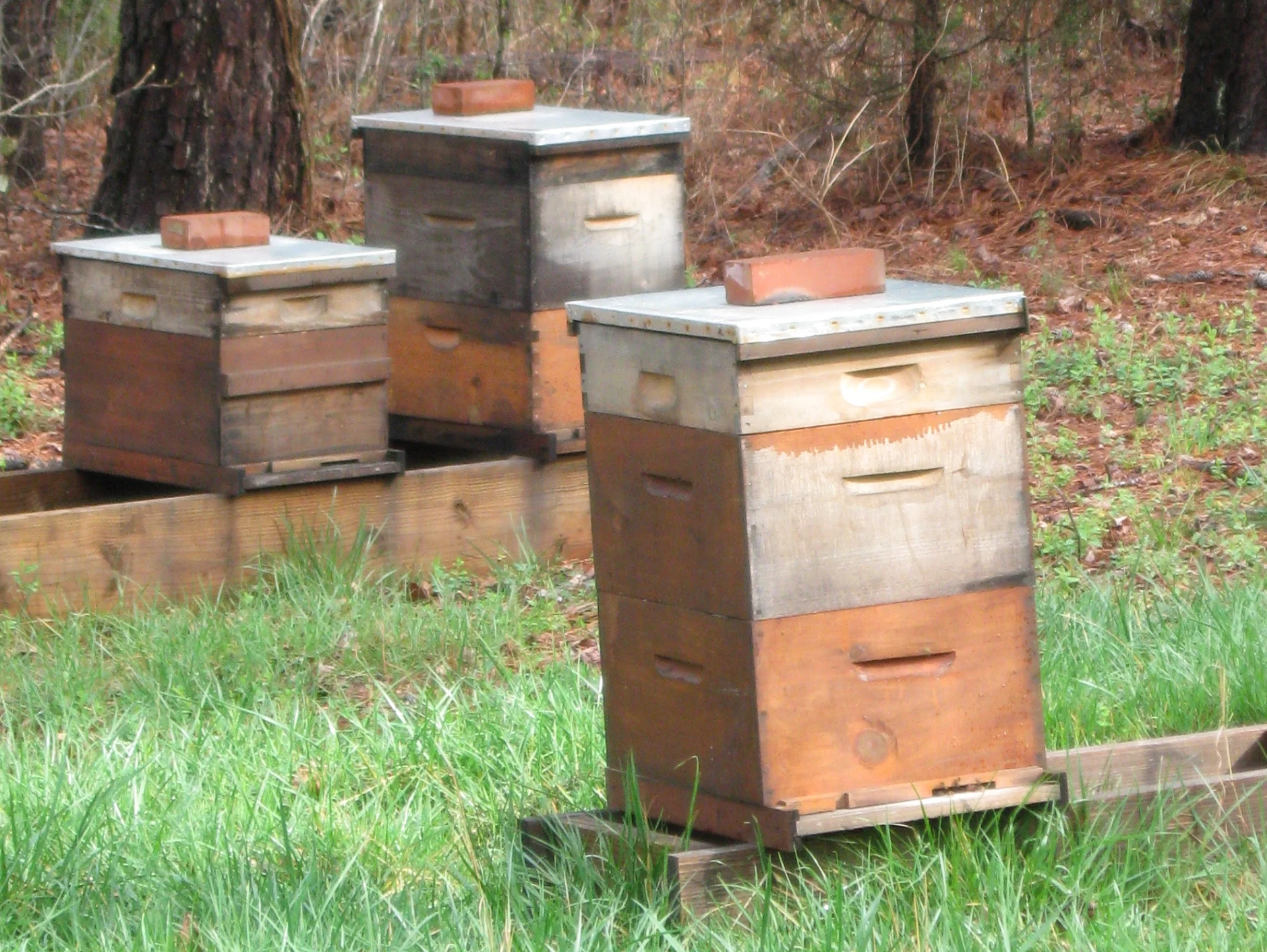 hives-spring-1.33ar.jpg