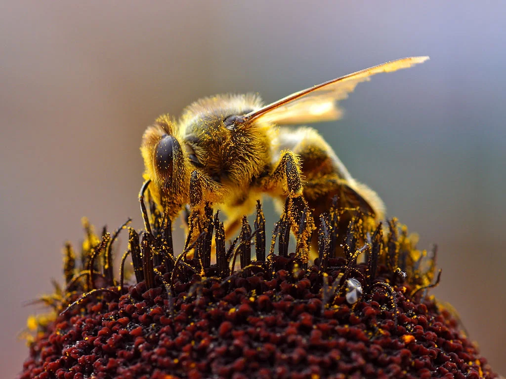 honey-bee.jon-sullivan.2004-08-14.public-domain.png