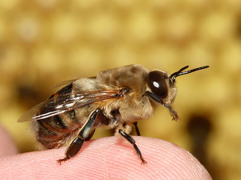 Drone (male) honey bee. Bigger, bulkier, than the infertile female Worker bees. But no stinger! Credit: Wikimedia Commons.