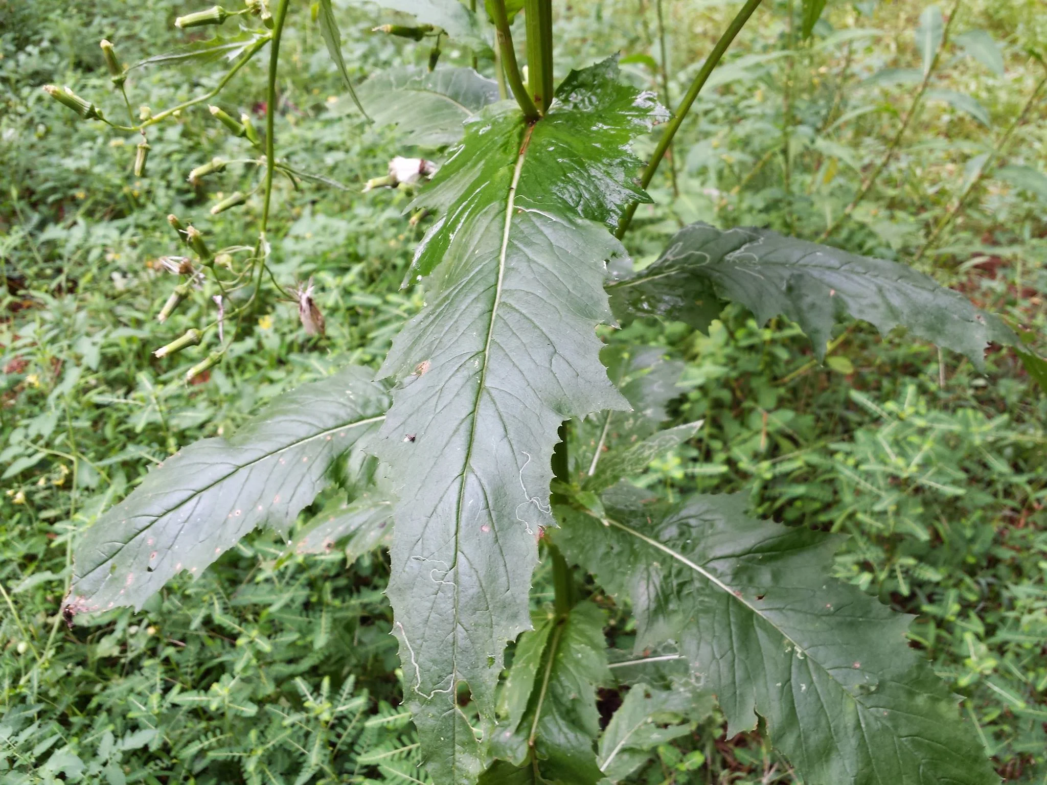These leaves are about 1ft long.