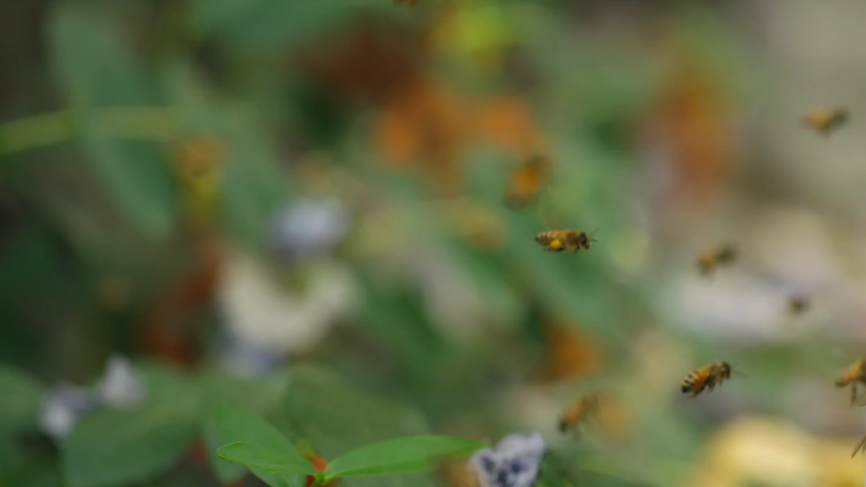 bees coming home.video still.04.png