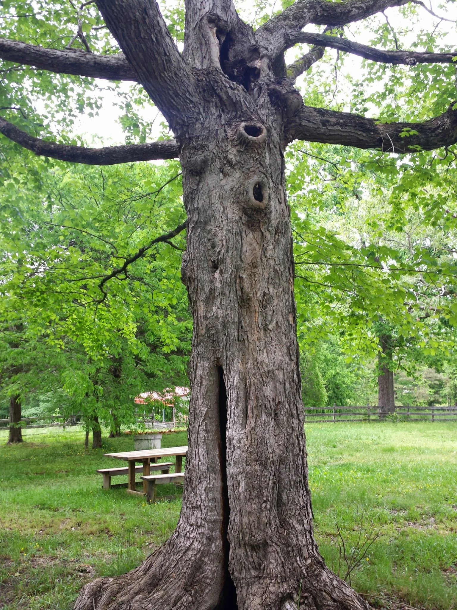 A very mature—and hollow—maple tree in our back yard. Boy this tree has a lot of character.
