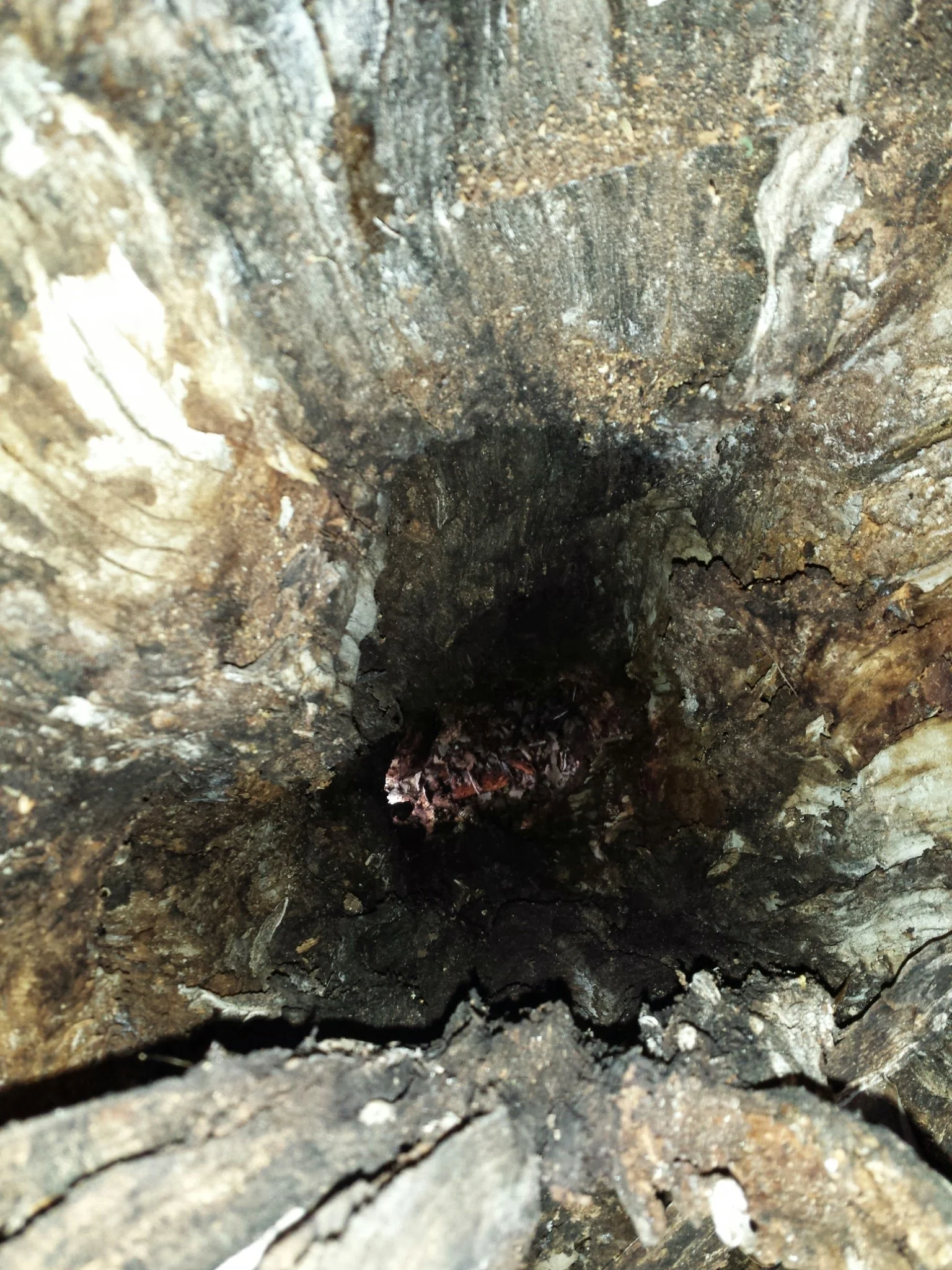 Peering down the hollow tree.