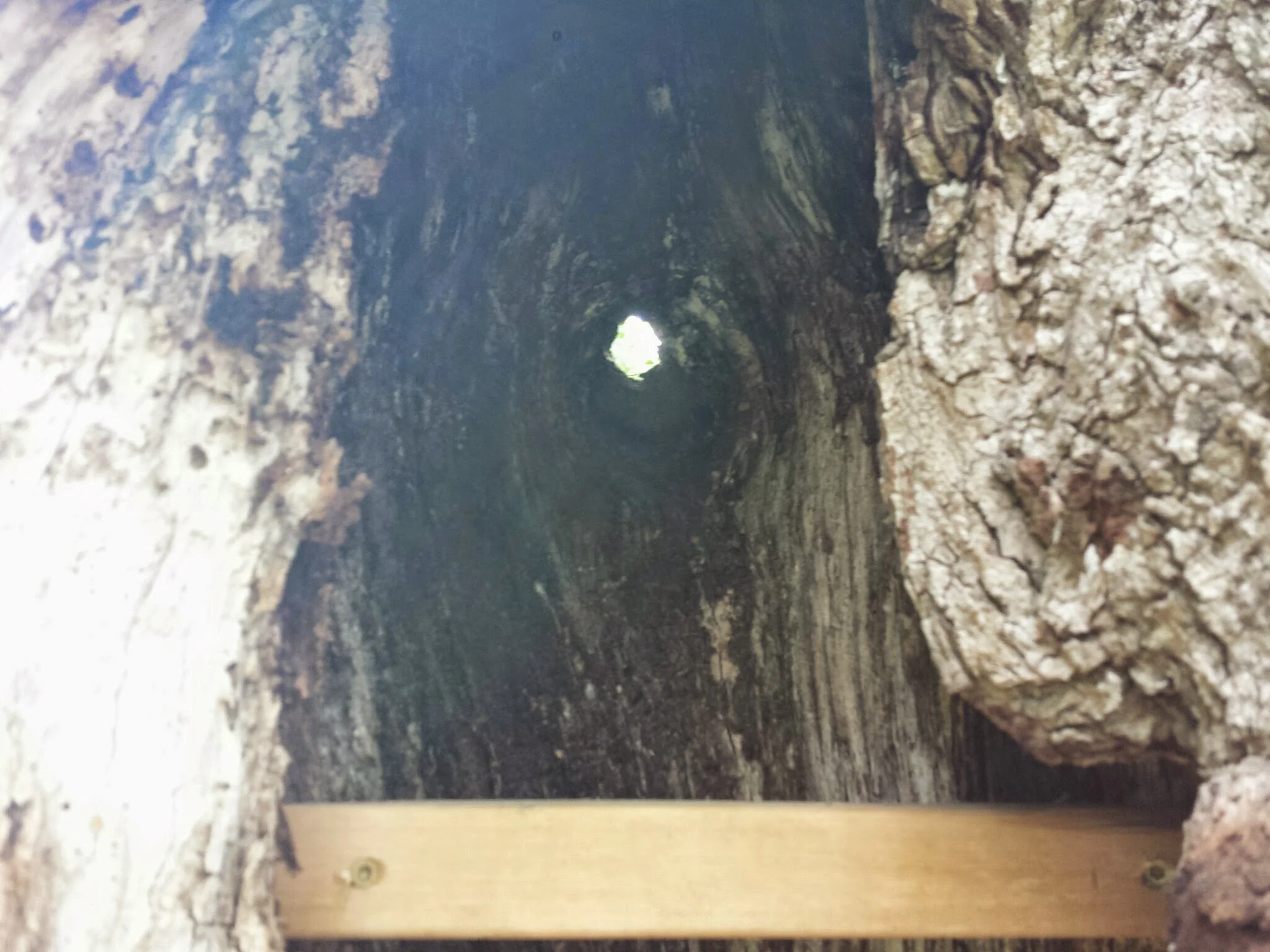 There's actually a knot-hole above the soon to be installed roof. We'll leave that be. :)
