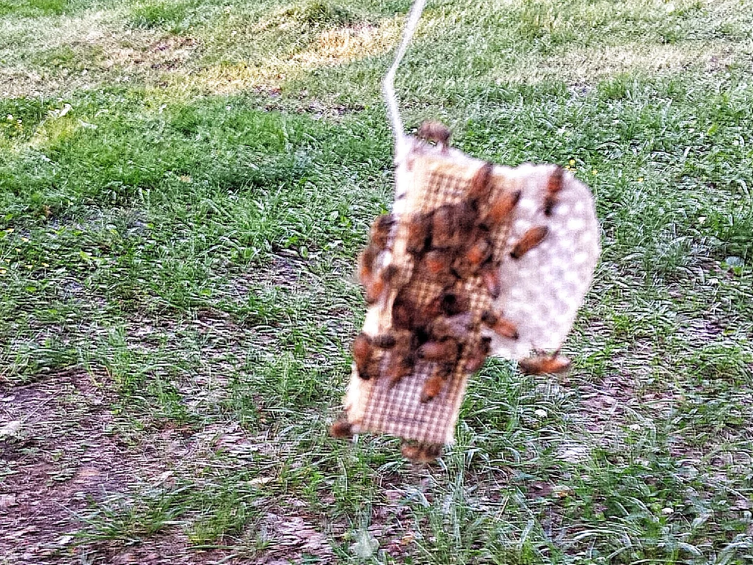 Queen cage with some straggler bees.