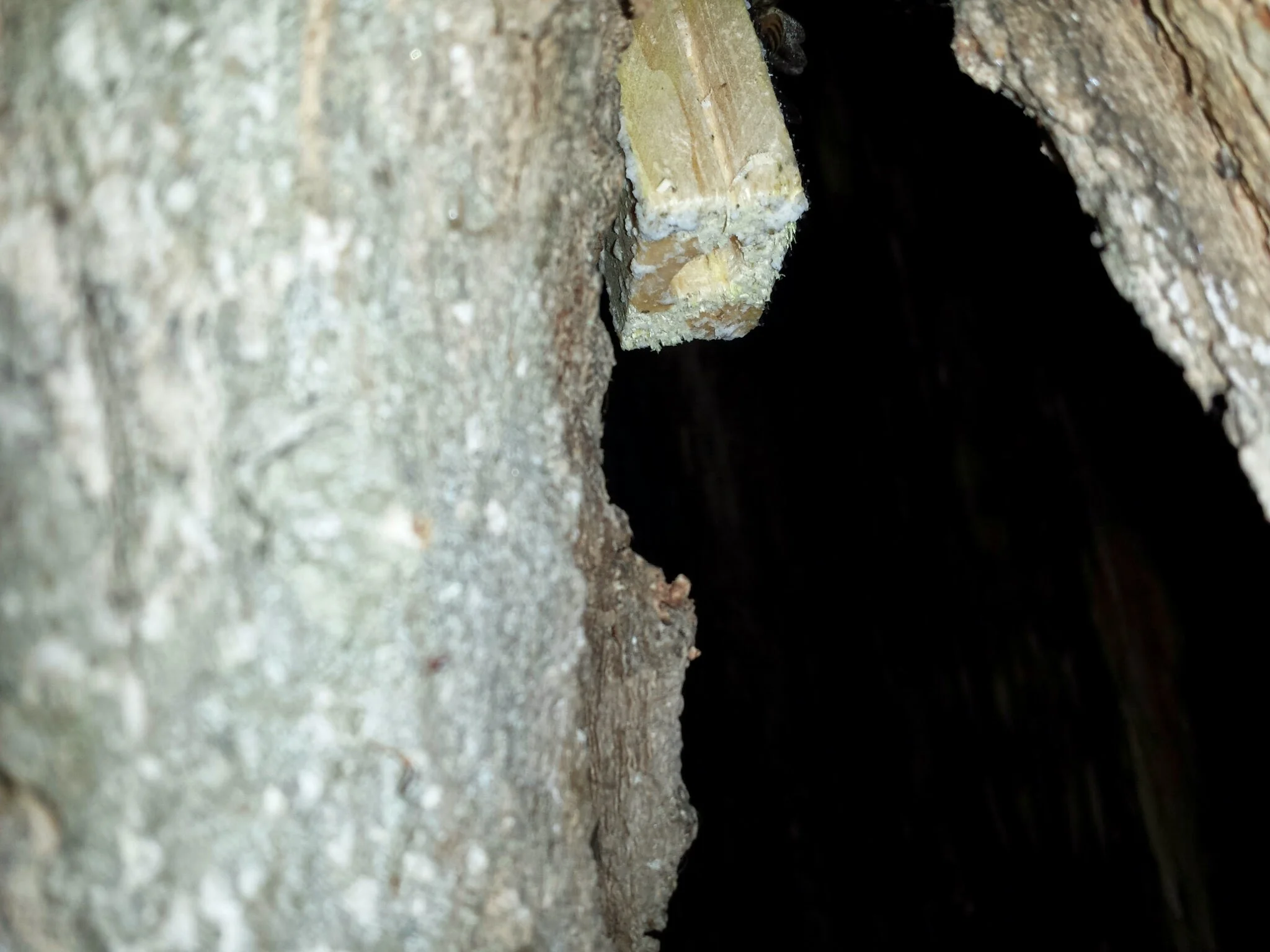 There she is. Not as deeply in the cavity as we would have liked, but... good enough.