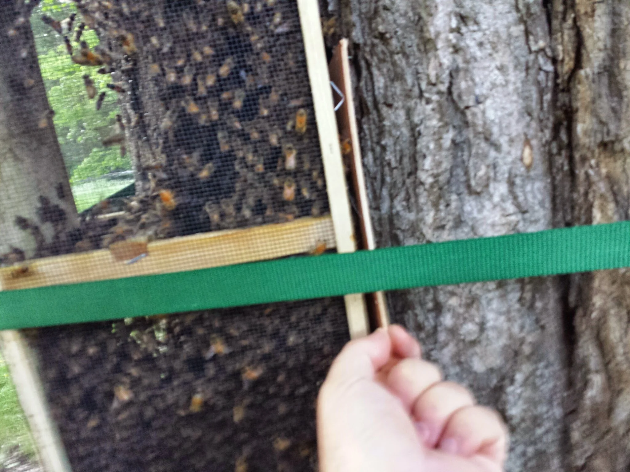 Wooden cover, holding back all those eager honey bees is removed.