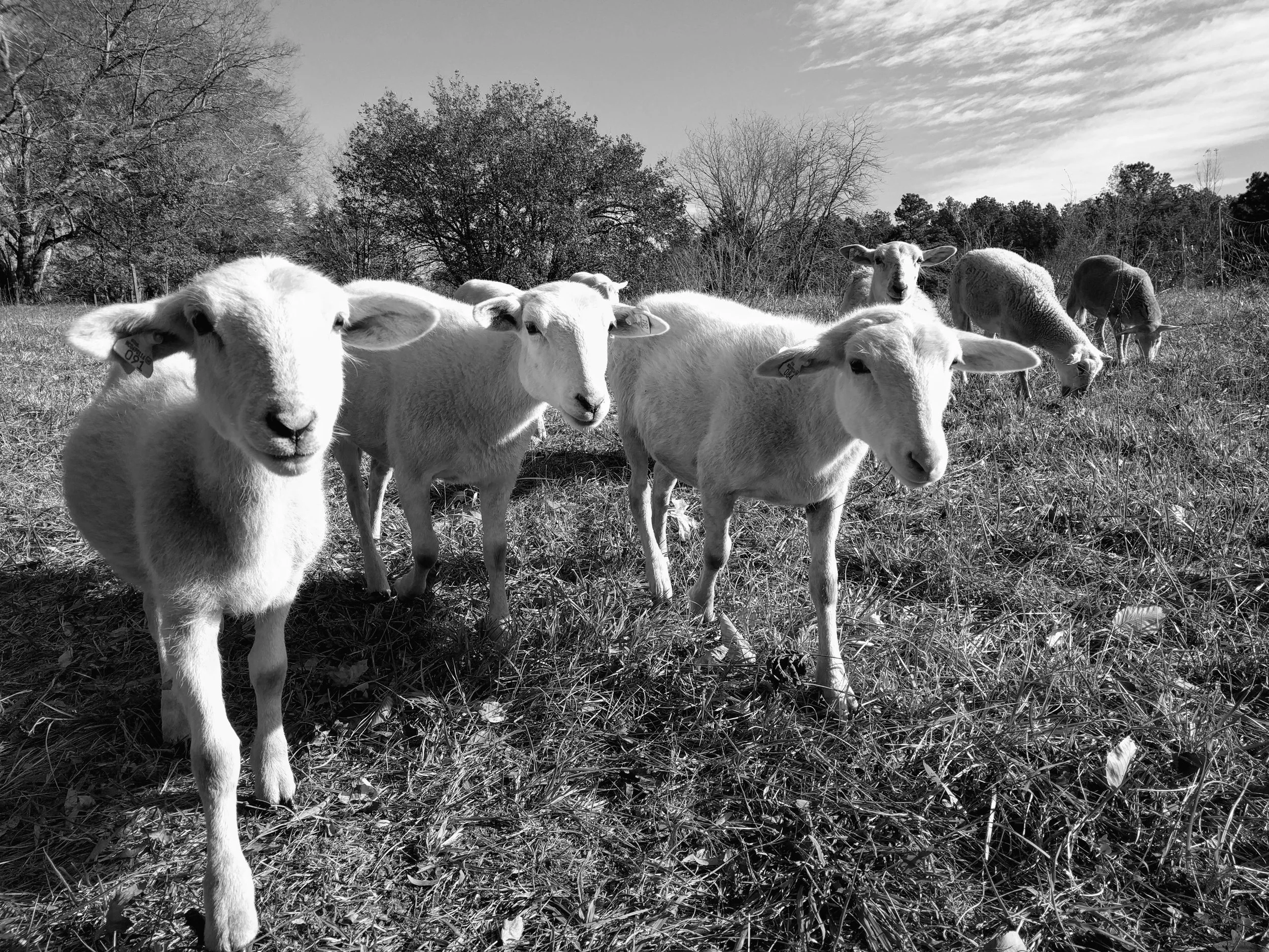 sheep-2016-11-21-bnw.00.jpg