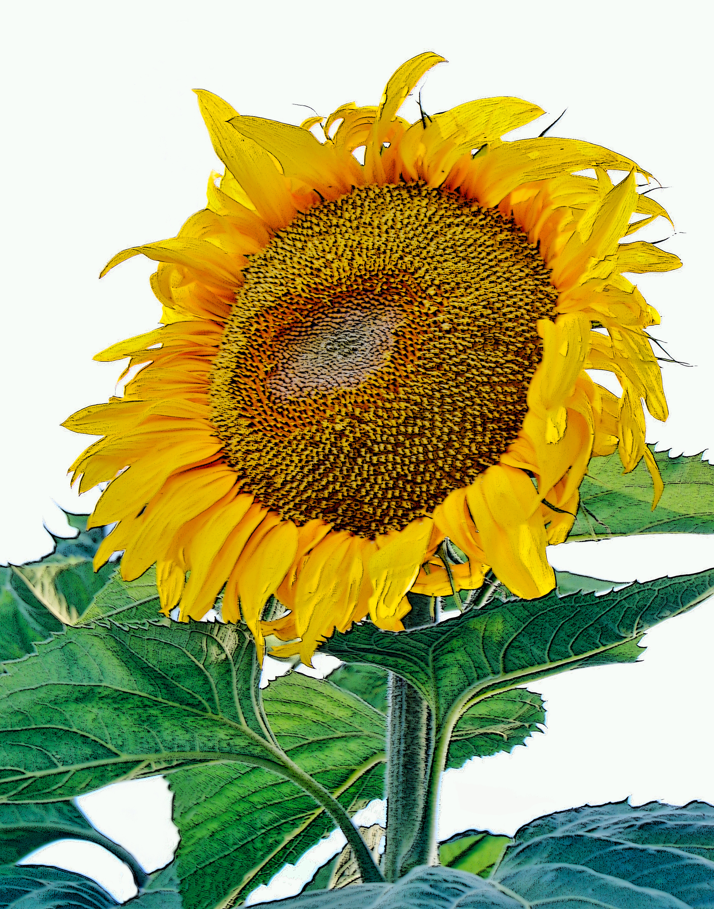11X14 Sunflower IMG_3020.jpg