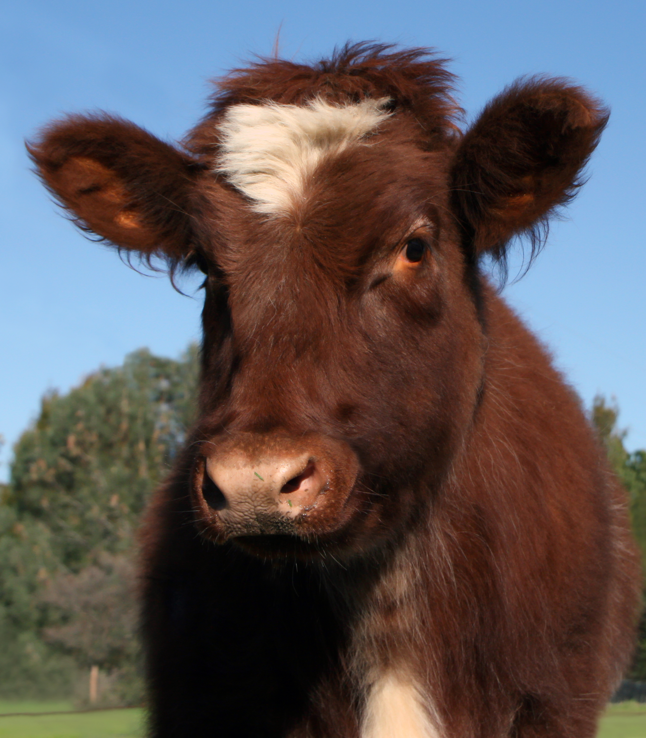 Cute Cow IMG_7423 Fixed and Re-Sized.jpg