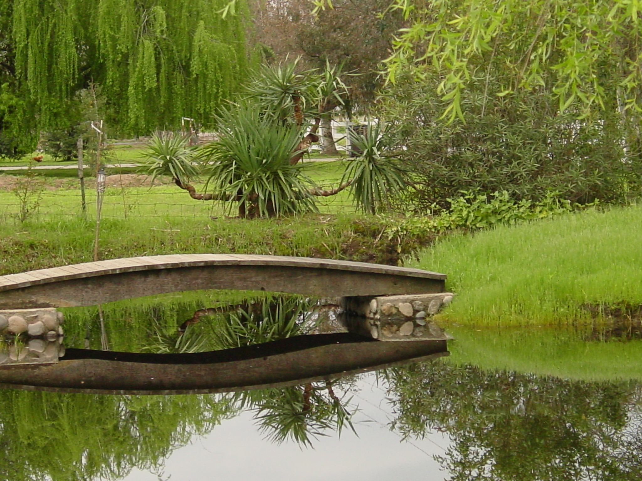 Pond & Bridge.jpg
