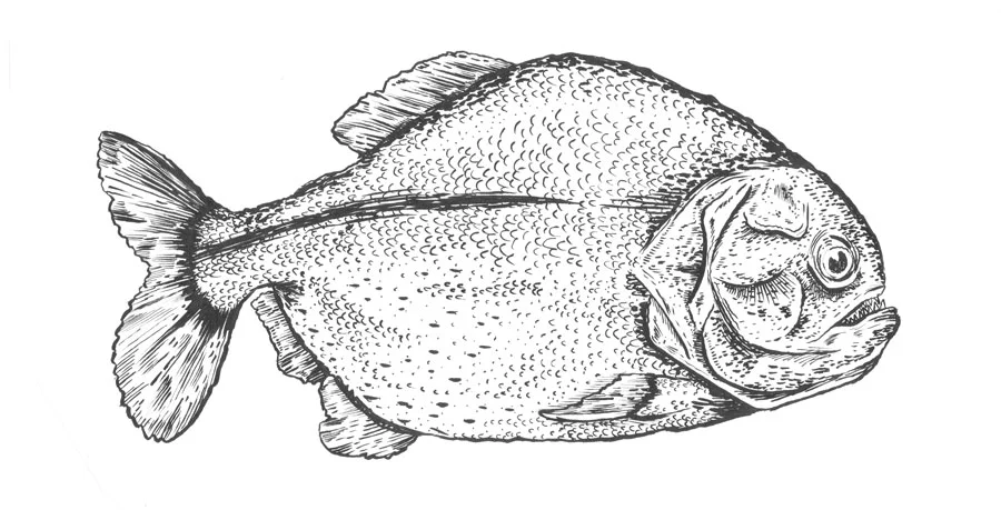 piranha-fish.jpg