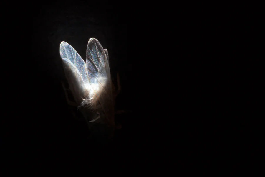 Weird little floating cotten gnat thing. Found it in Old Market. I had found a fluffier one with more interesting wings in Garden of the Zodiac but it flew from me before I got to the car.