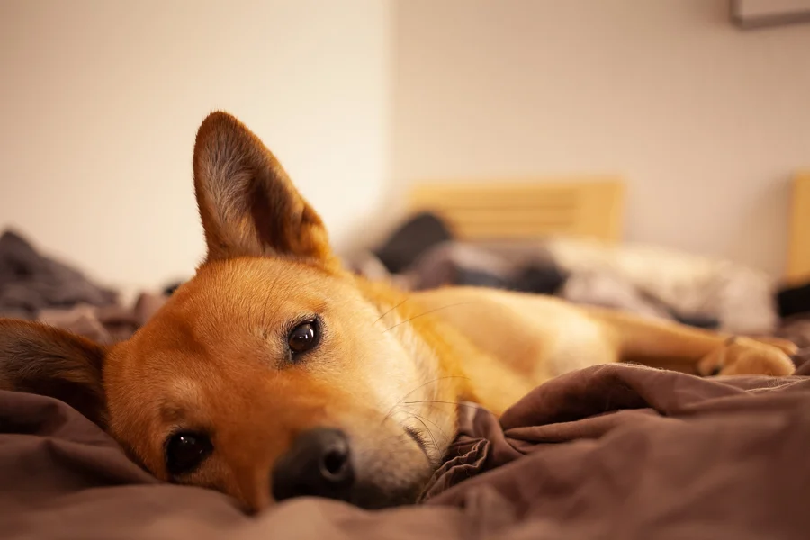 This Puma my friends dog and Bree’s best bud. He’s Korea now though.