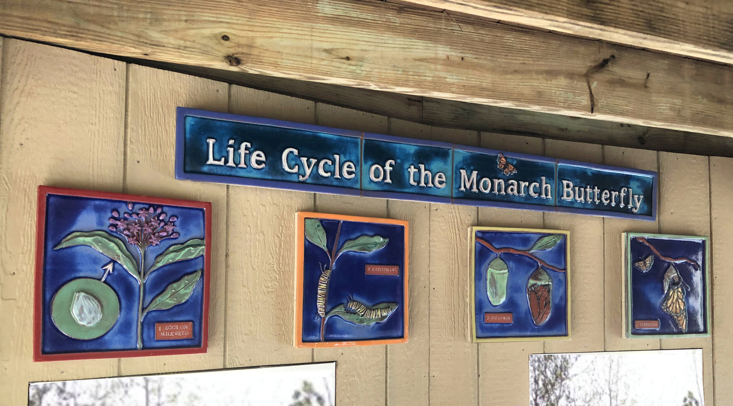 Monarch lifecycle.jpg