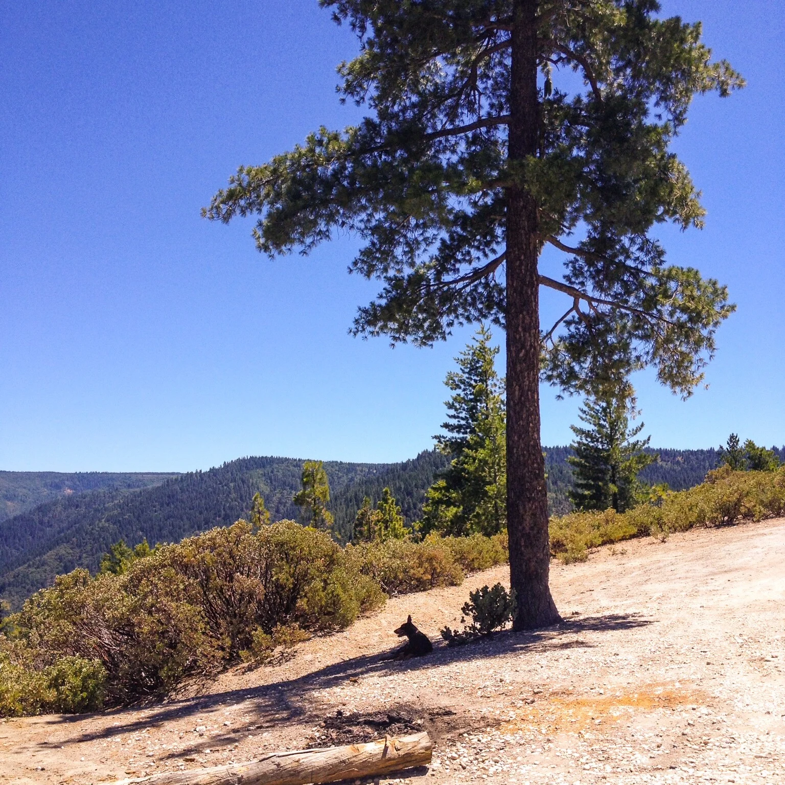 Chloe relaxing in the shade, near Euchre Bar trailhead.