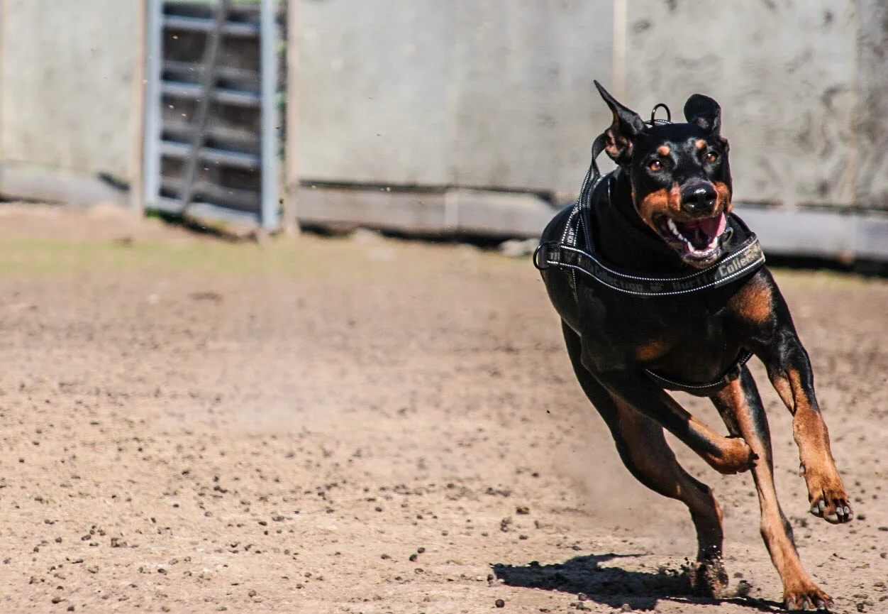 Chloe chasing lure at Performance Dogs In Action, Pleasant Grove CA. April 2014