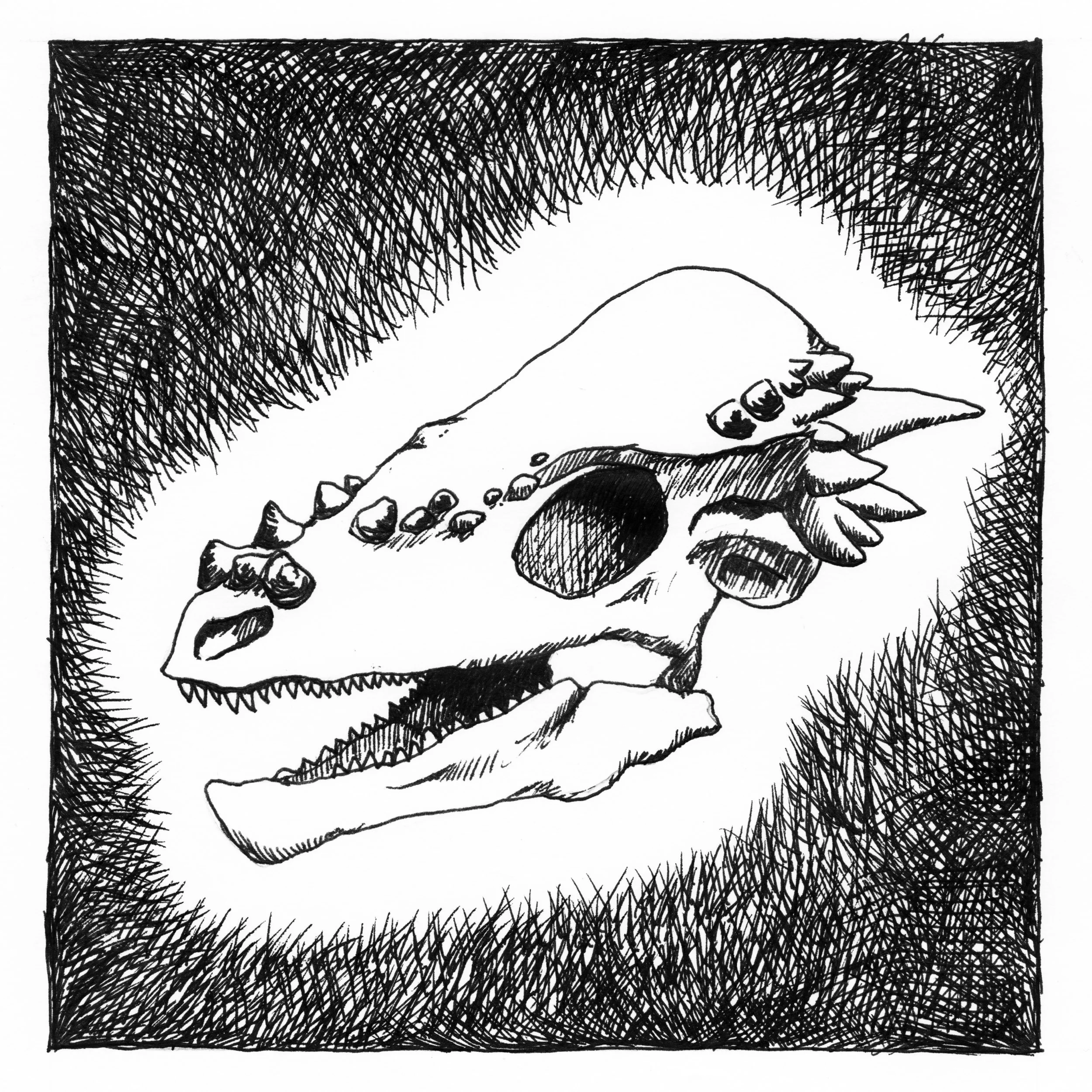 Pachycephalosaurus Skull