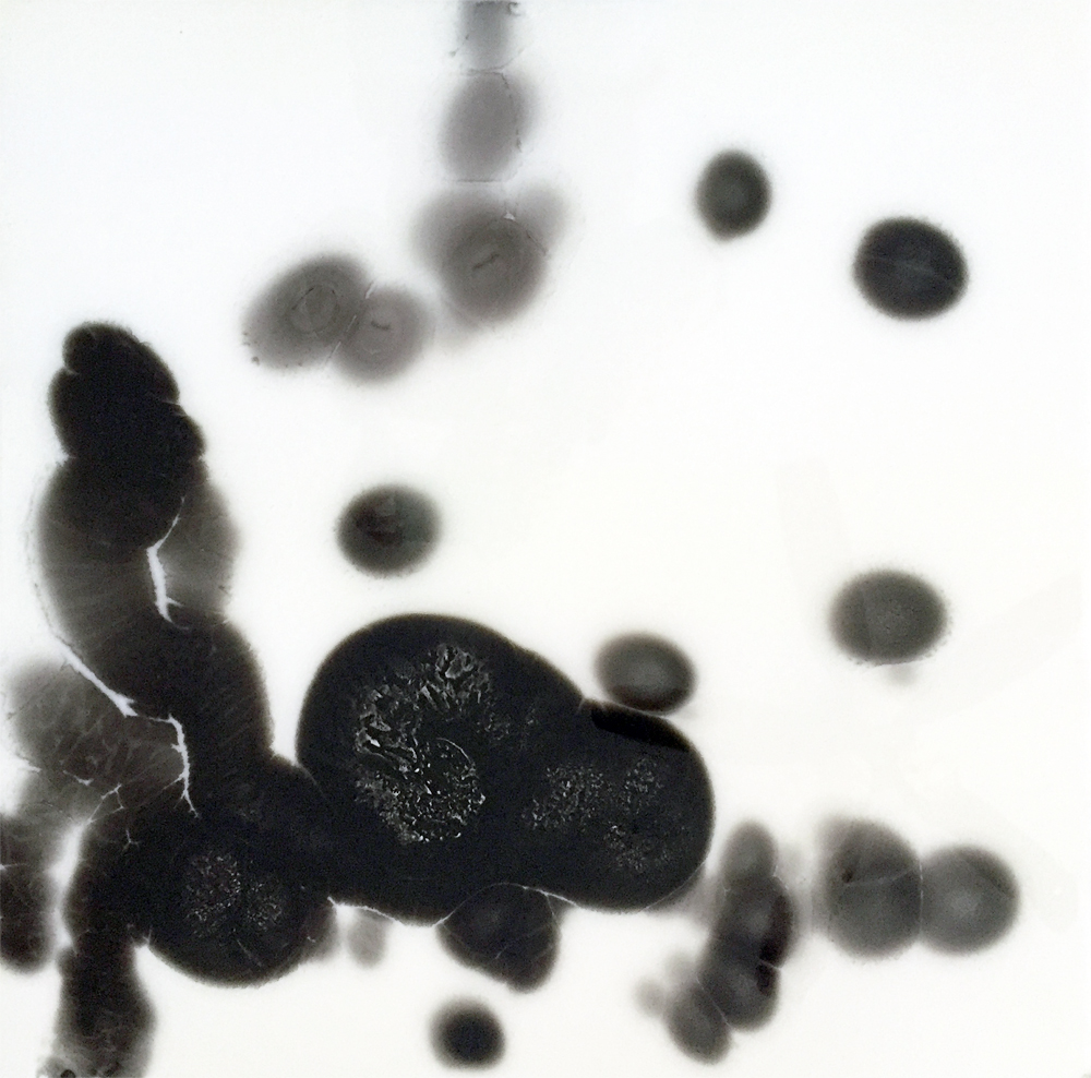 Petri Series I: 2