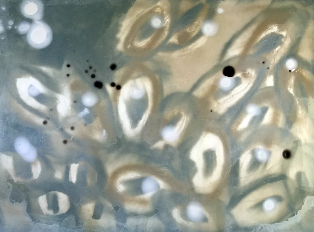 MilkWeedPetri3med1000.jpg