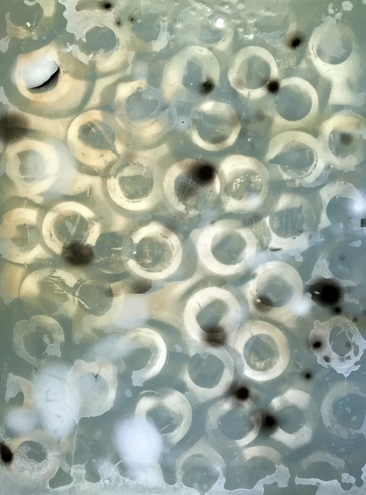 MilkWeedPetriHighBestBest_med1000.jpg