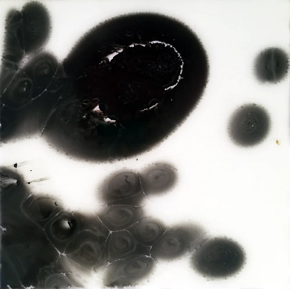 2petri3med1000.jpg