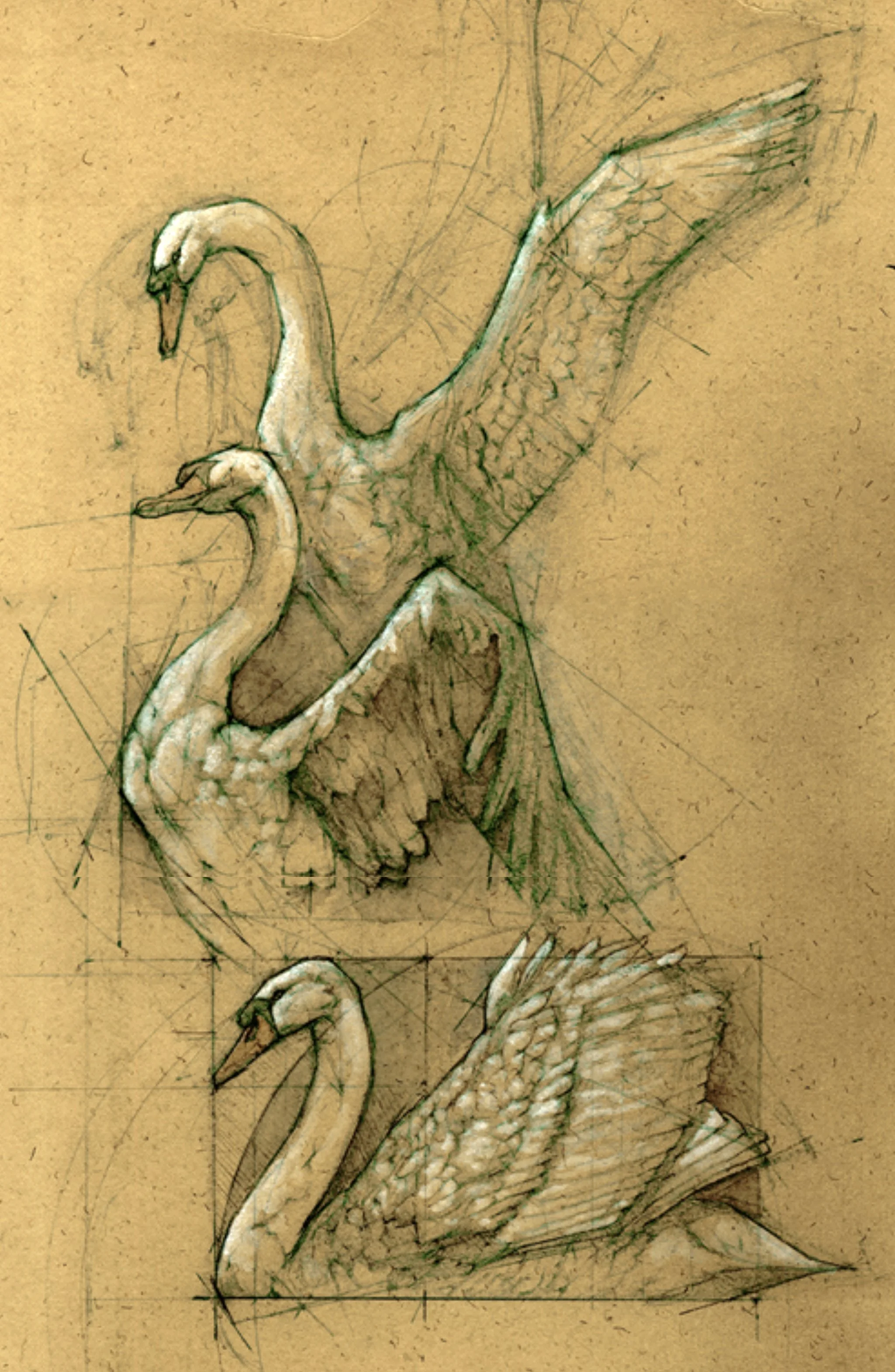 Swans  Andrew Pretya.jpg