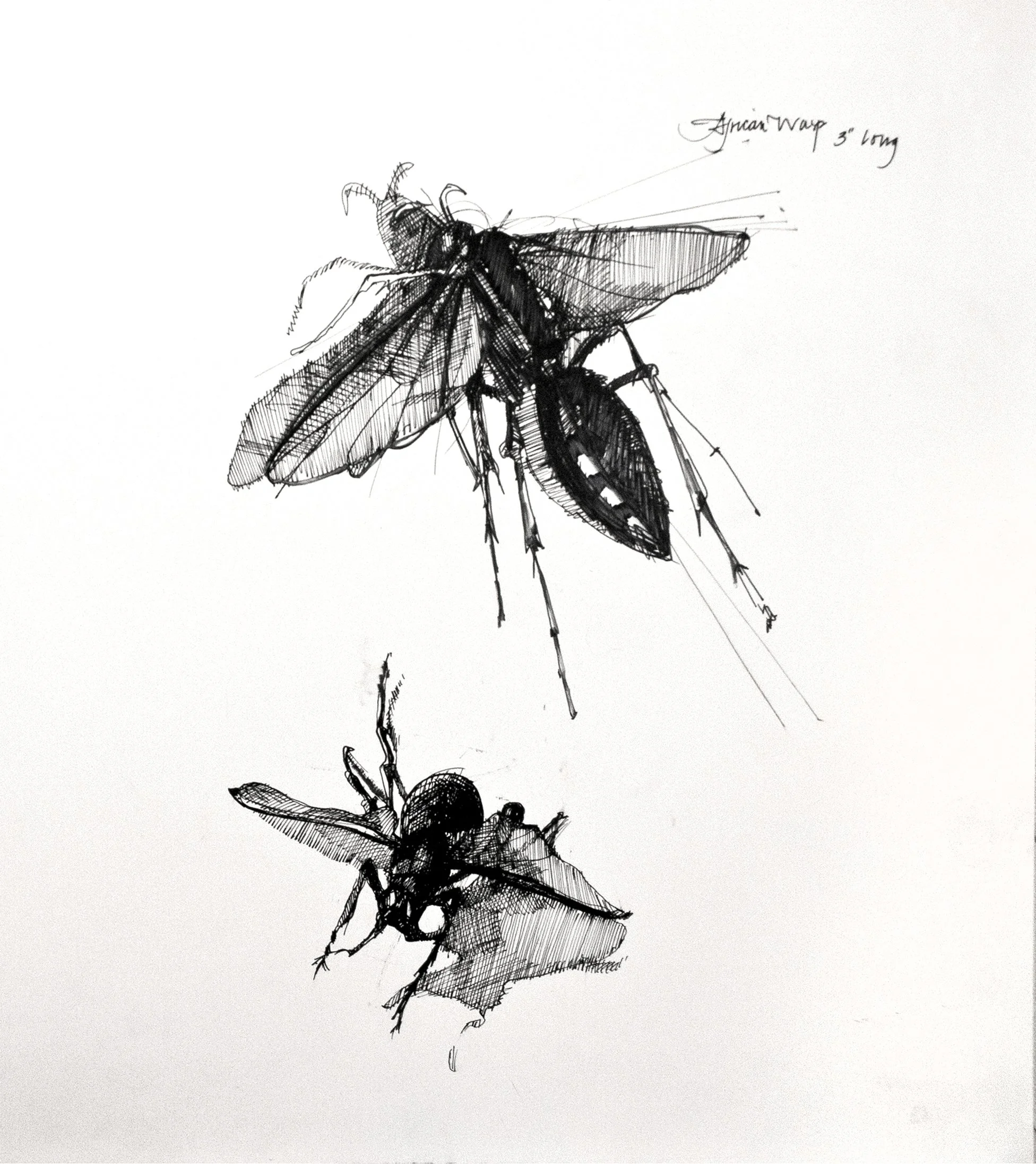 Wasp and Beetle.jpg